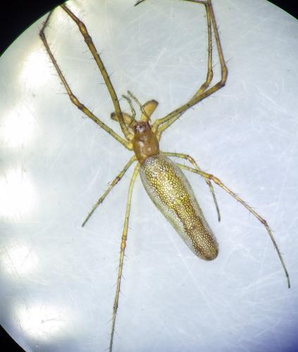 Réf. 274 245 : Tetragnatha extensa